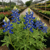 LUPINUS texensis (Texas Bluebonnet)