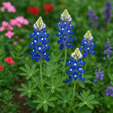 LUPINUS texensis (Texas Bluebonnet)