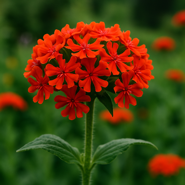 Lychnis