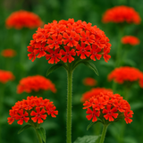 LYCHNIS chalcedonica (Maltese Cross)