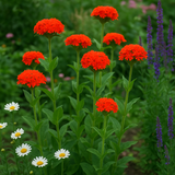 LYCHNIS chalcedonica (Maltese Cross)