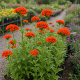 LYCHNIS chalcedonica (Maltese Cross)