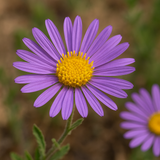 MACHAERANTHERA tanacetifolia (Prairie Aster)