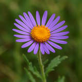 MACHAERANTHERA tanacetifolia (Prairie Aster)