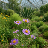 MACHAERANTHERA tanacetifolia (Prairie Aster)