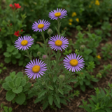 MACHAERANTHERA tanacetifolia (Prairie Aster)