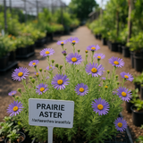 MACHAERANTHERA tanacetifolia (Prairie Aster)