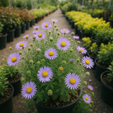 MACHAERANTHERA tanacetifolia (Prairie Aster)