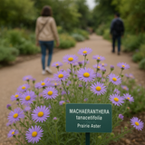 MACHAERANTHERA tanacetifolia (Prairie Aster)