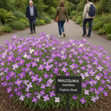 MALCOLMIA maritima (Virginia Stock)