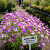 MALCOLMIA maritima (Virginia Stock)