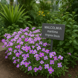 MALCOLMIA maritima (Virginia Stock)