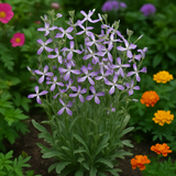 MATTHIOLA bicornis (Evening Scented Stock)