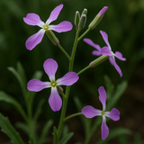 MATTHIOLA bicornis (Evening Scented Stock)