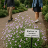MATTHIOLA bicornis (Evening Scented Stock)