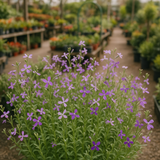 MATTHIOLA bicornis (Evening Scented Stock)