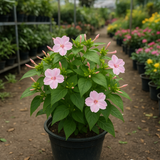 MIRABILIS jalapa (Four O'Clock, Pink)