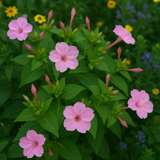 MIRABILIS jalapa (Four O'Clock, Pink)