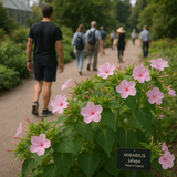 MIRABILIS jalapa (Four O'Clock, Pink)
