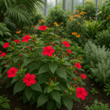 MIRABILIS jalapa (Four O'Clock, Red)