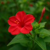 MIRABILIS jalapa (Four O'Clock, Red)