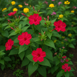 MIRABILIS jalapa (Four O'Clock, Red)