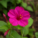 MIRABILIS jalapa (Four O'Clock, Rose)