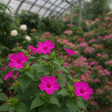 MIRABILIS jalapa (Four O'Clock, Rose)