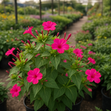 MIRABILIS jalapa (Four O'Clock, Rose)
