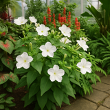 MIRABILIS jalapa (Four O'Clock, White)