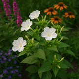 MIRABILIS jalapa (Four O'Clock, White)