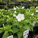 MIRABILIS jalapa (Four O'Clock, White)