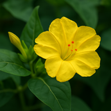 MIRABILIS jalapa (Four O'Clock, Yellow)