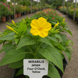 MIRABILIS jalapa (Four O'Clock, Yellow)