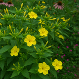 MIRABILIS jalapa (Four O'Clock, Yellow)
