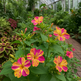 MIRABILIS jalapa (Four O'Clock, Broken Colors) - Bicolor Mix