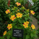 MIRABILIS jalapa (Four O'Clock, Broken Colors) - Bicolor Mix