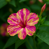 MIRABILIS jalapa (Four O'Clock, Broken Colors) - Bicolor Mix