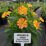 MIRABILIS jalapa (Four O'Clock, Broken Colors) - Bicolor Mix