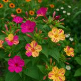 MIRABILIS jalapa (Four O'Clock, Broken Colors) - Bicolor Mix