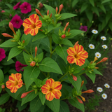 MIRABILIS jalapa (Four O'Clock, Broken Colors) - Bicolor Mix