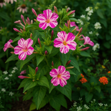 MIRABILIS jalapa (Four O'Clock, Broken Colors) - Bicolor Mix
