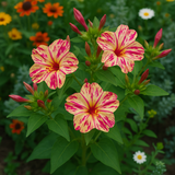 MIRABILIS jalapa (Four O'Clock, Broken Colors) - Bicolor Mix