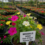 MIRABILIS jalapa (Four O'Clock, Formula Mix)