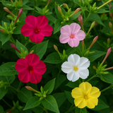 MIRABILIS jalapa (Four O'Clock, Formula Mix)