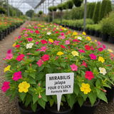 MIRABILIS jalapa (Four O'Clock, Formula Mix)