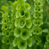 MOLUCCELLA laevis (Bells of Ireland)