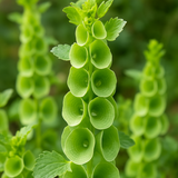MOLUCCELLA laevis (Bells of Ireland)