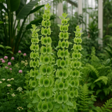 MOLUCCELLA laevis (Bells of Ireland)