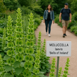 MOLUCCELLA laevis (Bells of Ireland)